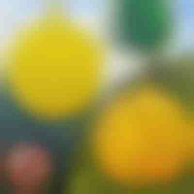 6 броя висящи капани за мухи | BUGIORB