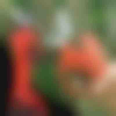 Електрическа ножица | WHIZZPRUNER